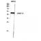 Glycerol-3-phosphate acyltransferase 3 antibody, LS-C384367, Lifespan Biosciences, Western Blot image 