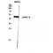 Glycerol-3-Phosphate Acyltransferase 3 antibody, LS-C384367, Lifespan Biosciences, Western Blot image 