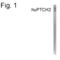 Patched 2 antibody, PA1-4135, Invitrogen Antibodies, Western Blot image 