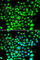 B Cell Receptor Associated Protein 31 antibody, A7056, ABclonal Technology, Immunofluorescence image 