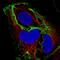 Cadherin 1 antibody, NBP2-34475, Novus Biologicals, Immunofluorescence image 