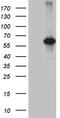 Chromodomain Y-Linked 2B antibody, CF810422, Origene, Western Blot image 