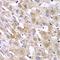 Trypsin Inhibitor A antibody, orb344908, Biorbyt, Immunohistochemistry paraffin image 