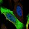 Alcohol Dehydrogenase 1A (Class I), Alpha Polypeptide antibody, NBP2-46756, Novus Biologicals, Immunofluorescence image 