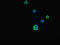 EH Domain Containing 3 antibody, LS-C677784, Lifespan Biosciences, Immunofluorescence image 