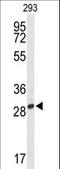 Pyridoxamine 5'-Phosphate Oxidase antibody, LS-C163829, Lifespan Biosciences, Western Blot image 