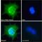 Intraflagellar Transport 88 antibody, GTX89425, GeneTex, Immunocytochemistry image 