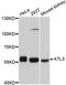 Atlastin GTPase 3 antibody, A12196, ABclonal Technology, Western Blot image 