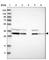 Glyoxalase Domain Containing 4 antibody, HPA023248, Atlas Antibodies, Western Blot image 
