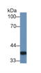 Galectin 4 antibody, MBS2026783, MyBioSource, Western Blot image 