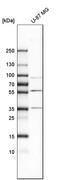 Matrix metalloproteinase-3 antibody, HPA007875, Atlas Antibodies, Western Blot image 