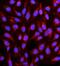 Contactin 1 antibody, A04538-2, Boster Biological Technology, Immunofluorescence image 