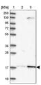 LAYN antibody, NBP1-83541, Novus Biologicals, Western Blot image 