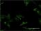 Glypican 5 antibody, H00002262-M02, Novus Biologicals, Immunofluorescence image 