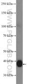 COP9 Signalosome Subunit 5 antibody, 27511-1-AP, Proteintech Group, Western Blot image 