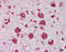 Trypsin antibody, 51-416, ProSci, Immunohistochemistry frozen image 