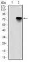 BMI1 Proto-Oncogene, Polycomb Ring Finger antibody, MA5-15919, Invitrogen Antibodies, Western Blot image 