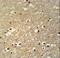 Transcription factor AP-4 antibody, LS-C161816, Lifespan Biosciences, Immunohistochemistry frozen image 