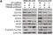 Probable E3 ubiquitin-protein ligase TRIM8 antibody, NBP1-89776, Novus Biologicals, Western Blot image 