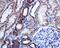 Interleukin 1 Receptor Antagonist antibody, ab124962, Abcam, Immunohistochemistry paraffin image 