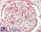 Sirtuin 5 antibody, LS-B14389, Lifespan Biosciences, Immunohistochemistry paraffin image 