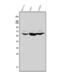 Glypican 5 antibody, A07532-1, Boster Biological Technology, Western Blot image 