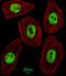 UNC Homeobox antibody, LS-C160439, Lifespan Biosciences, Immunofluorescence image 