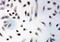 Prohibitin antibody, PA1932, Boster Biological Technology, Immunocytochemistry image 
