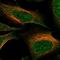 Hyaluronan Synthase 3 antibody, NBP1-86328, Novus Biologicals, Immunofluorescence image 