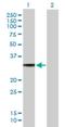 G Protein Subunit Alpha O1 antibody, H00002775-B01P, Novus Biologicals, Western Blot image 
