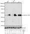 Mitogen-Activated Protein Kinase Kinase 1 antibody, AP0063, ABclonal Technology, Western Blot image 