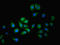 Serpin Family A Member 6 antibody, LS-C376594, Lifespan Biosciences, Immunofluorescence image 