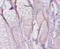 Collagen Type I Alpha 1 Chain antibody, LS-C681924, Lifespan Biosciences, Immunohistochemistry paraffin image 