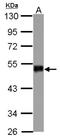 Smad Nuclear Interacting Protein 1 antibody, NBP2-20437, Novus Biologicals, Western Blot image 