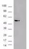 AKT Serine/Threonine Kinase 3 antibody, orb18912, Biorbyt, Western Blot image 