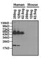 Apolipoprotein A1 antibody, GTX15658, GeneTex, Western Blot image 