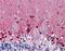 Cystathionine-Beta-Synthase antibody, LS-B6019, Lifespan Biosciences, Immunohistochemistry frozen image 