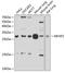 Microfibril Associated Protein 2 antibody, A09790, Boster Biological Technology, Western Blot image 