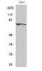 Methylenetetrahydrofolate Reductase antibody, A00336, Boster Biological Technology, Western Blot image 