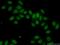 HD Domain Containing 2 antibody, 16632-1-AP, Proteintech Group, Immunofluorescence image 