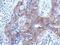 Brevican antibody, PA5-31444, Invitrogen Antibodies, Immunohistochemistry frozen image 