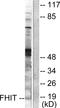 Fragile Histidine Triad Diadenosine Triphosphatase antibody, LS-C118449, Lifespan Biosciences, Western Blot image 
