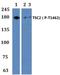 Eukaryotic Translation Initiation Factor 2 Subunit Beta antibody, A08853S67, Boster Biological Technology, Western Blot image 