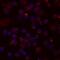 C-C Motif Chemokine Ligand 4 antibody, BAF271, R&D Systems, Immunocytochemistry image 