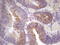Microtubule Affinity Regulating Kinase 3 antibody, CF805881, Origene, Immunohistochemistry paraffin image 