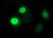 Forkhead Box P1 antibody, M00723-2, Boster Biological Technology, Immunofluorescence image 