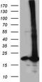 RNA Polymerase II Subunit H antibody, CF810780, Origene, Western Blot image 