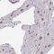 Zinc Finger And BTB Domain Containing 1 antibody, HPA050516, Atlas Antibodies, Immunohistochemistry frozen image 