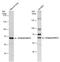 Angiopoietin 2 antibody, PA5-27297, Invitrogen Antibodies, Western Blot image 