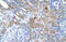 Premelanosome Protein antibody, 30-232, ProSci, Immunohistochemistry frozen image 